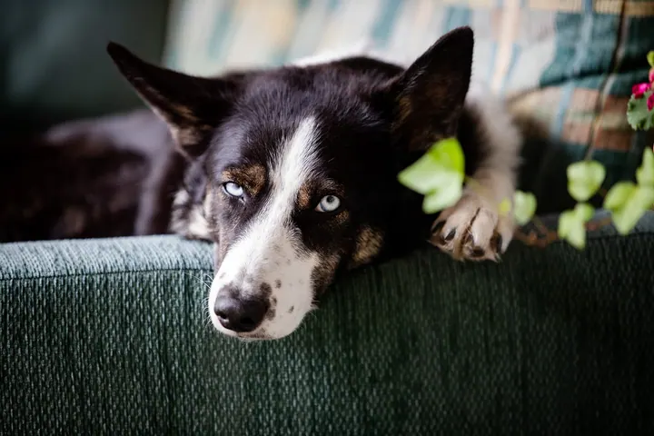 Laika_1