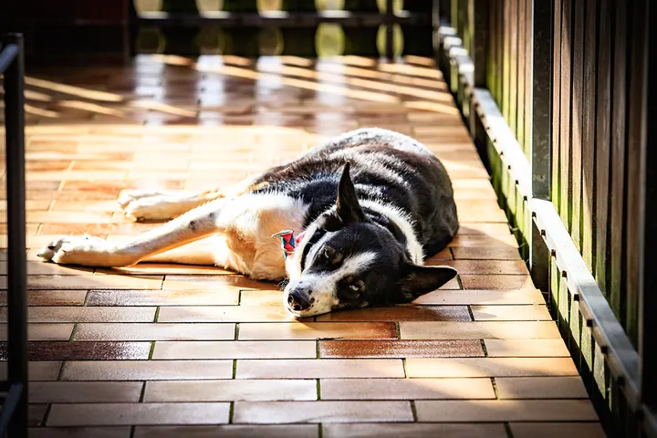 Laika