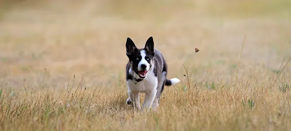 Laika als Welpe