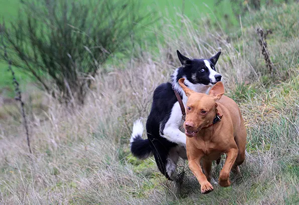 Laika und Sally
